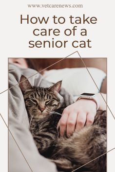 a cat laying on top of a person's lap with the caption how to take care of a senior cat