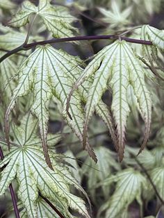 green leaves with brown spots on them