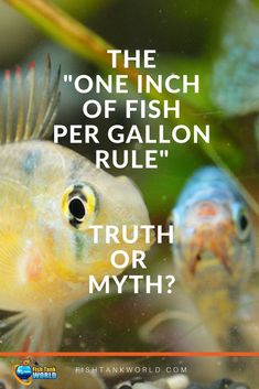 two fish swimming in an aquarium with the caption'the one inch of fish per gallon rules truth or myth? '