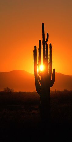 the sun is setting behind a large cactus