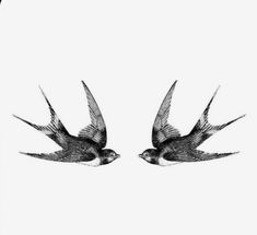 two black and white birds flying side by side