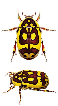 two bugs with yellow and red designs on them