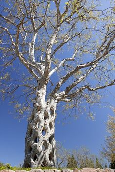 a tree with holes in the bark and blue sky behind it on a sunny day