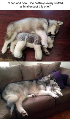 two pictures of a dog laying on top of a couch with the caption'then and now, she detts every stuffed animal except one