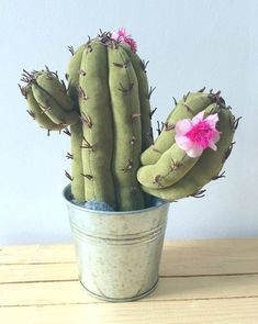 a small cactus with pink flowers in a pot