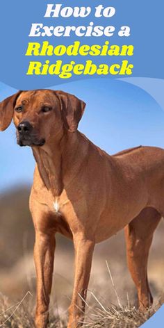 a brown dog standing on top of a dry grass covered field with the title how to exercise a rhodesia ridgeback