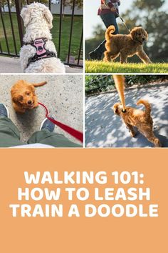 the cover of walking 101 how to leash train a doodle, with pictures of dogs