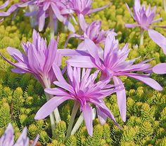 purple flowers are blooming in the grass