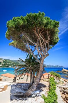 a tree on the beach with blue water in the background