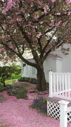 a white bench sitting under a tree with pink flowers on it's petals in front of a house