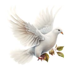 a white dove flying with its wings spread and holding a twig in it's beak