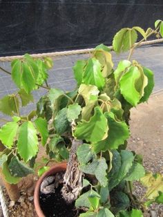 a potted plant with green leaves on the ground in front of a wire fence