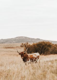 a brown and white cow standing on top of a dry grass field