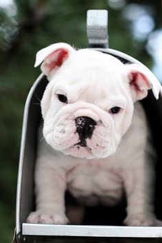 a small white dog is sitting in a mailbox with its head sticking out and looking at the camera