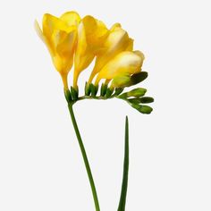 three yellow flowers in a vase on a white background with the stems sprouting out