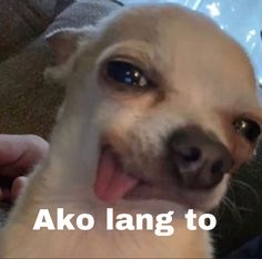 a small white dog with its tongue out and the words ako langg to above it