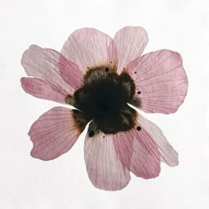 a pink flower with black center sitting on top of a white surface