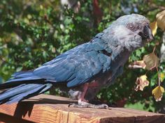 a blue and gray bird sitting on top of a wooden bench next to trees in the background