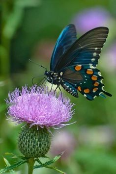 a blue butterfly sitting on top of a purple flower