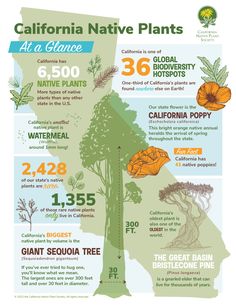 the california native plants info sheet