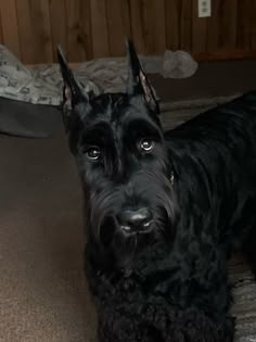 a black dog standing on top of a carpeted floor