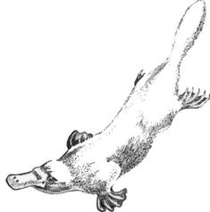 an animal that is flying through the air with it's legs spread out and feet extended