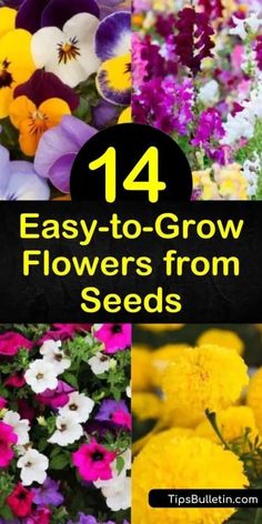 When To Plant Seeds, Fast Growing Flowers, Growing Cut Flowers, Flower Bed Designs, Easy Plants To Grow