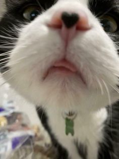 a black and white cat looking up at the camera