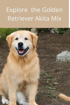 a golden retriever sitting on the ground with its mouth open