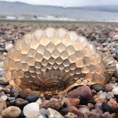 there is a shell on the rocks by the water