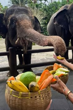 two elephants standing next to each other in front of a basket filled with fruit and vegetables