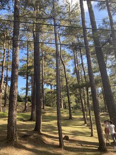 two people standing in the middle of a forest with lots of trees on both sides