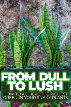 green plants with text from dull to lush how to achieve the highest green in your snake plant