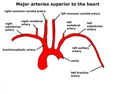 an image of the major arterys and their corresponding structures in human anatomy, labeled below