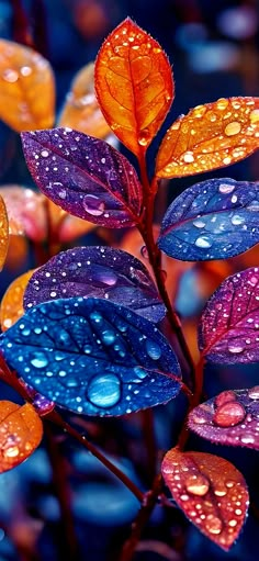 colorful leaves with drops of water on them