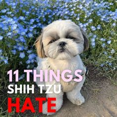 Shih Tzus are a beloved and popular breed known for their friendly and lively personalities. However, these adorable furry friends have certain dislikes and Shitzu Maltese, Maltese Mix, See Videos, Maltese, Personalities