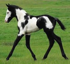 a black and white horse is running in the grass