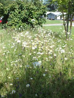 wildflowers and daisies grow in the grass