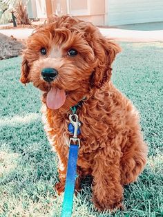 a brown dog sitting on top of a lush green field