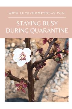 a white flower with the words staying busy during quarantime