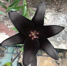 a black flower with green leaves in the background