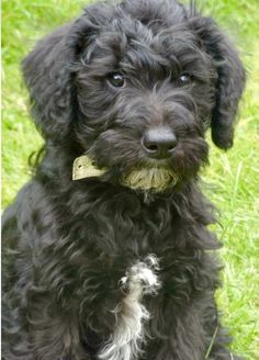 a black dog sitting in the grass with a tag on it's collar that says schnoodle