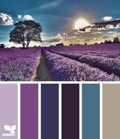 the color scheme is purple and blue, with lavenders growing in rows on each side