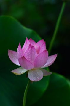 a pink lotus flower with water droplets on it's petals and green leaves in the background