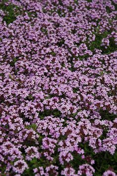 small purple flowers are growing in the grass