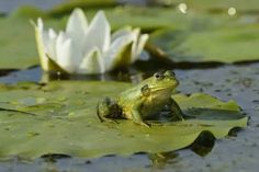 a frog sitting on top of a lily pad