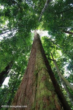 looking up at the top of a tall tree in a forest with lots of green leaves