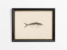 a fish is hanging on the wall in front of a white wall with a black frame