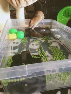 a hamster is playing with some food in a plastic container on the floor next to a table