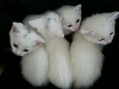 four white kittens are huddled together in a pile